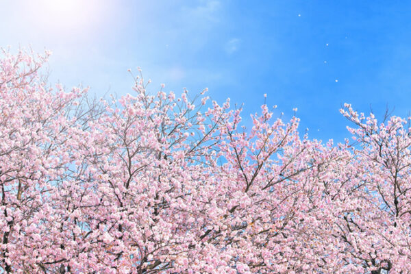 桜を見にいきました イメージ